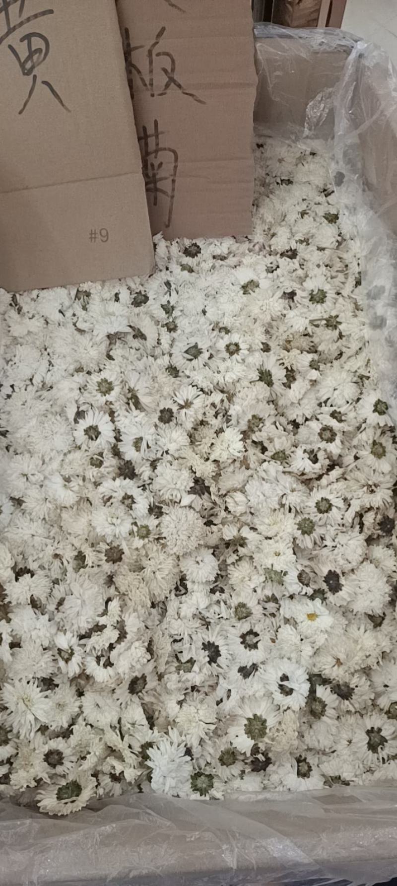 白菊花茶七月菊大货一手货源视频看货以质论价