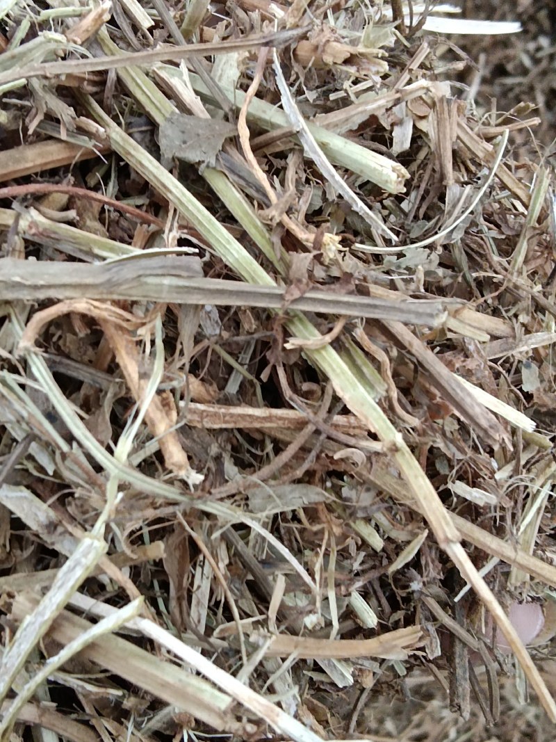 牛羊饲料花生秧子产地发货大量供应全国发货