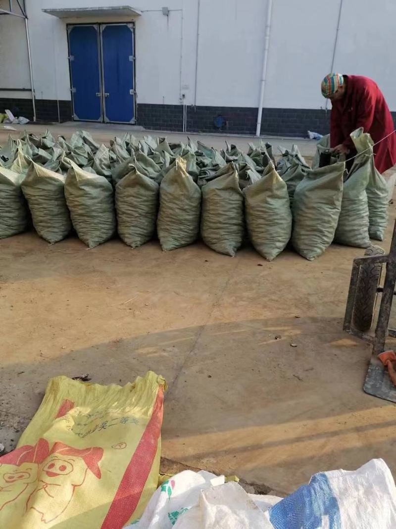 湖北马蹄精品马蹄荸荠一手货源质量保证现挖现发