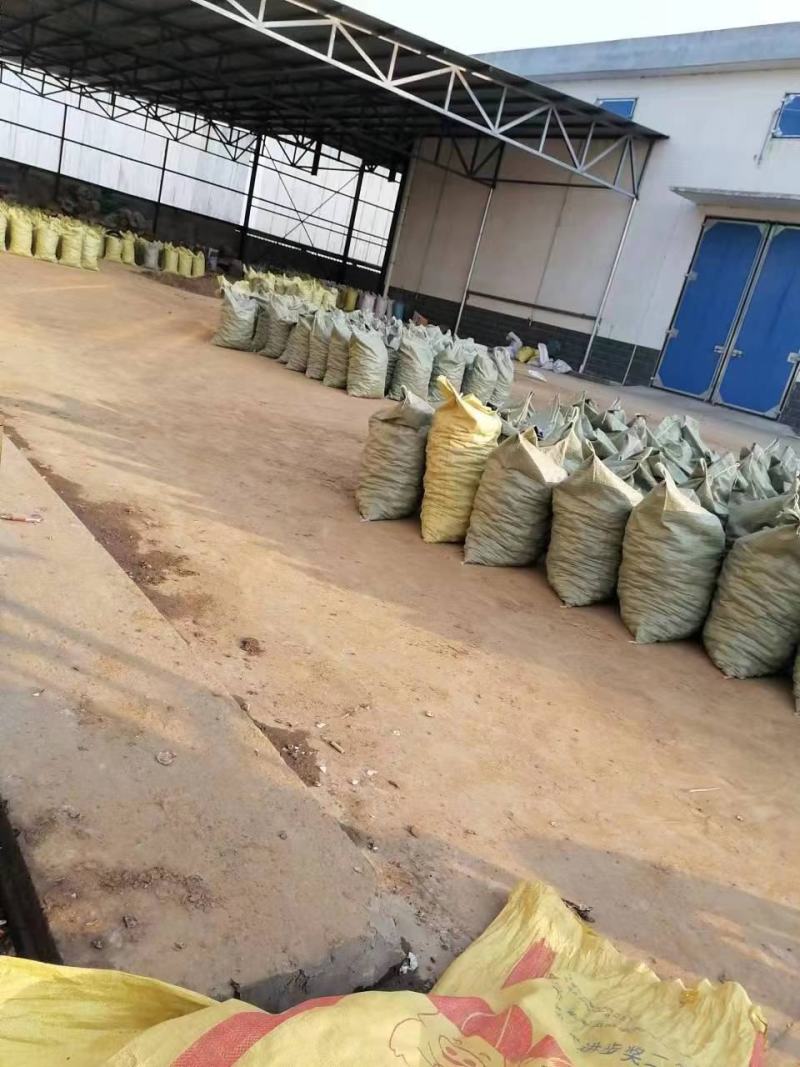 湖北马蹄精品马蹄荸荠一手货源质量保证现挖现发