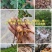 虎杖种子，包邮虎杖种子，虎杖驯化种子，22年新货种子