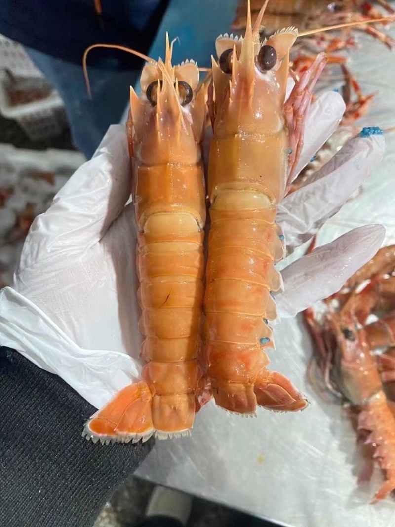 深海海鳌虾，海龙虾，