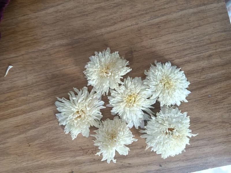 白菊花茶七月菊大货一手货源视频看货以质论价