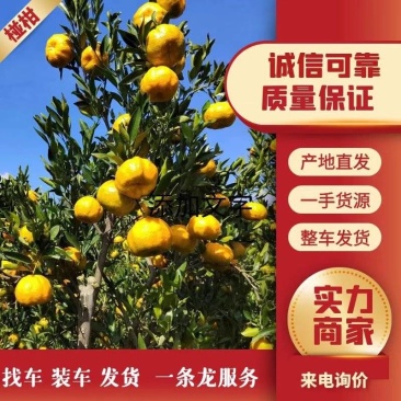 云南高原椪柑，皮薄汁多口感好不空心，支持电商，欢迎来电