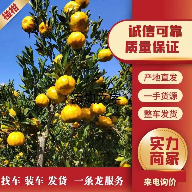 云南高原椪柑，皮薄汁多口感好不空心，支持电商，欢迎来电