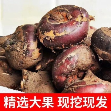 荸荠湖北马蹄珍珠马蹄口感脆甜产地发货质量好