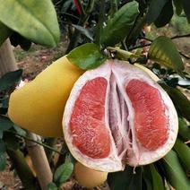 柚子种子林木种籽国产散装四季多年生工程绿化观叶种孑