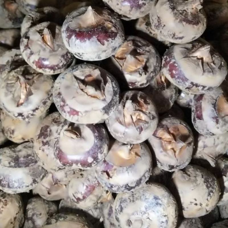 荸荠湖北马蹄珍珠马蹄口感脆甜产地发货质量好