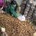 荸荠湖北马蹄珍珠马蹄口感脆甜产地发货质量好