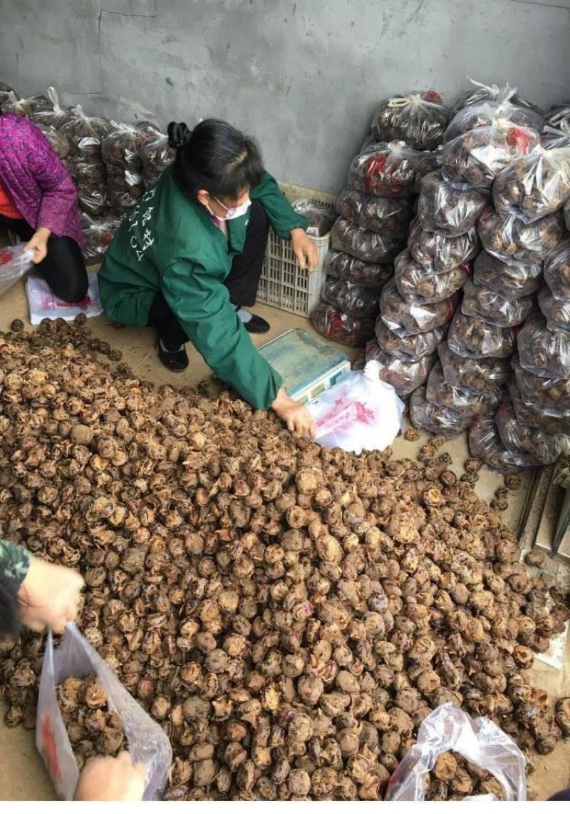 荸荠湖北马蹄珍珠马蹄口感脆甜产地发货质量好