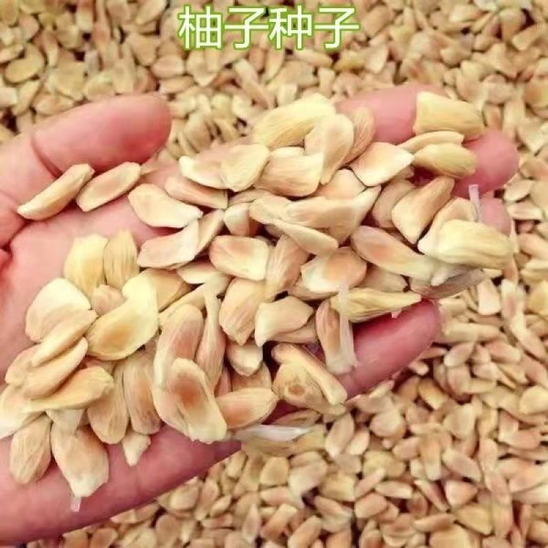 柚子种子林木种籽国产散装四季多年生工程绿化观叶种孑