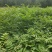 黄柏苗，厚皮黄柏苗，川黄柏，正宗厚皮皮，基地直发