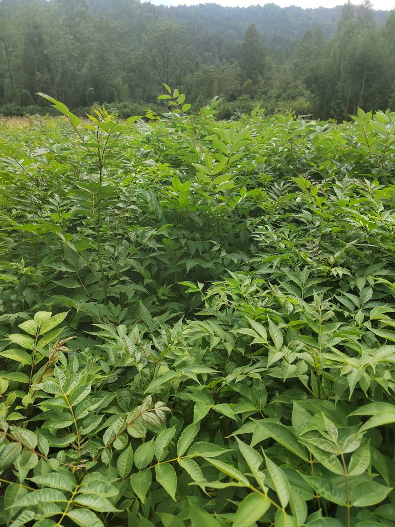 黄柏苗，厚皮黄柏苗，川黄柏，正宗厚皮皮，基地直发