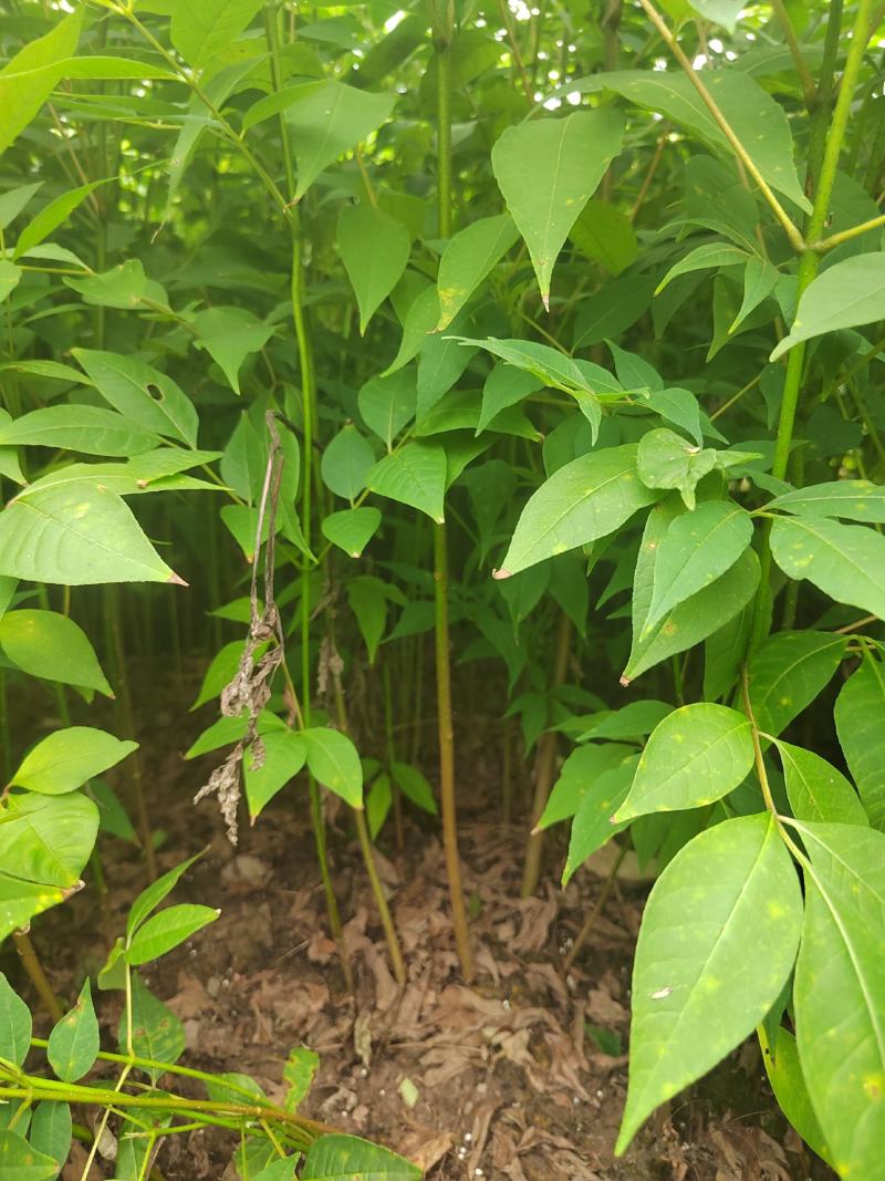 黄柏苗，厚皮黄柏苗，川黄柏，正宗厚皮皮，基地直发