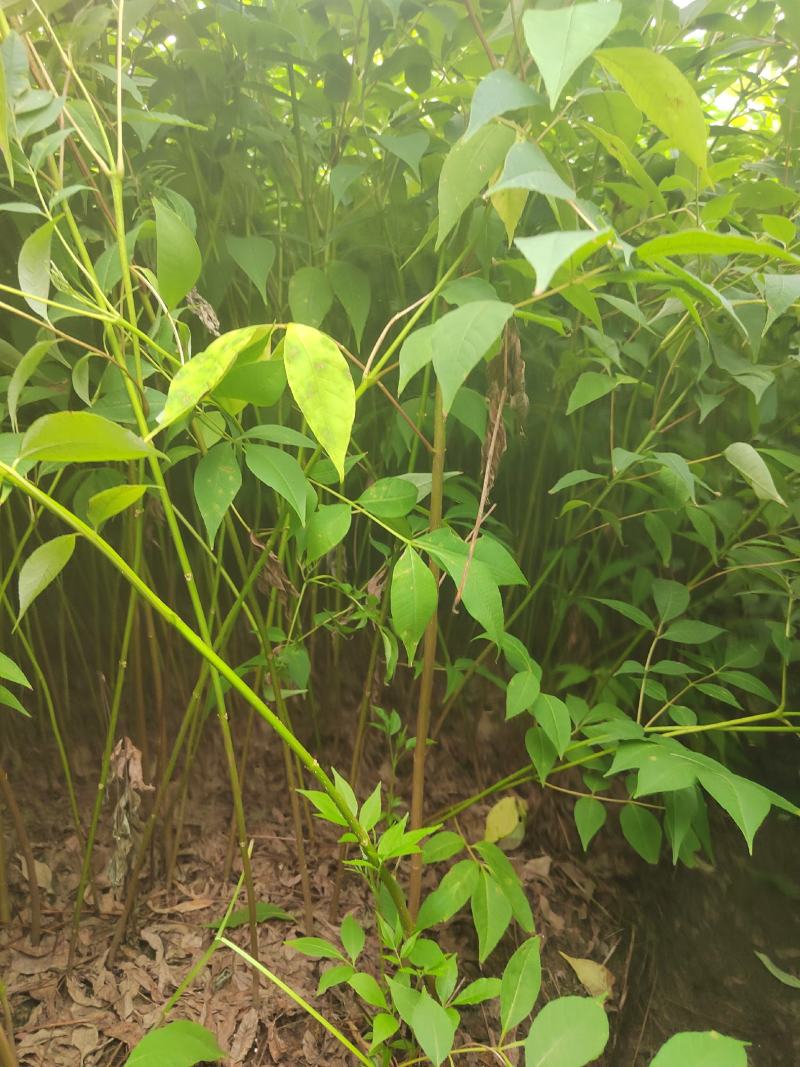 黄柏苗，厚皮黄柏苗，川黄柏，正宗厚皮皮，基地直发