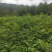 黄柏苗，厚皮黄柏苗，川黄柏，正宗厚皮皮，基地直发