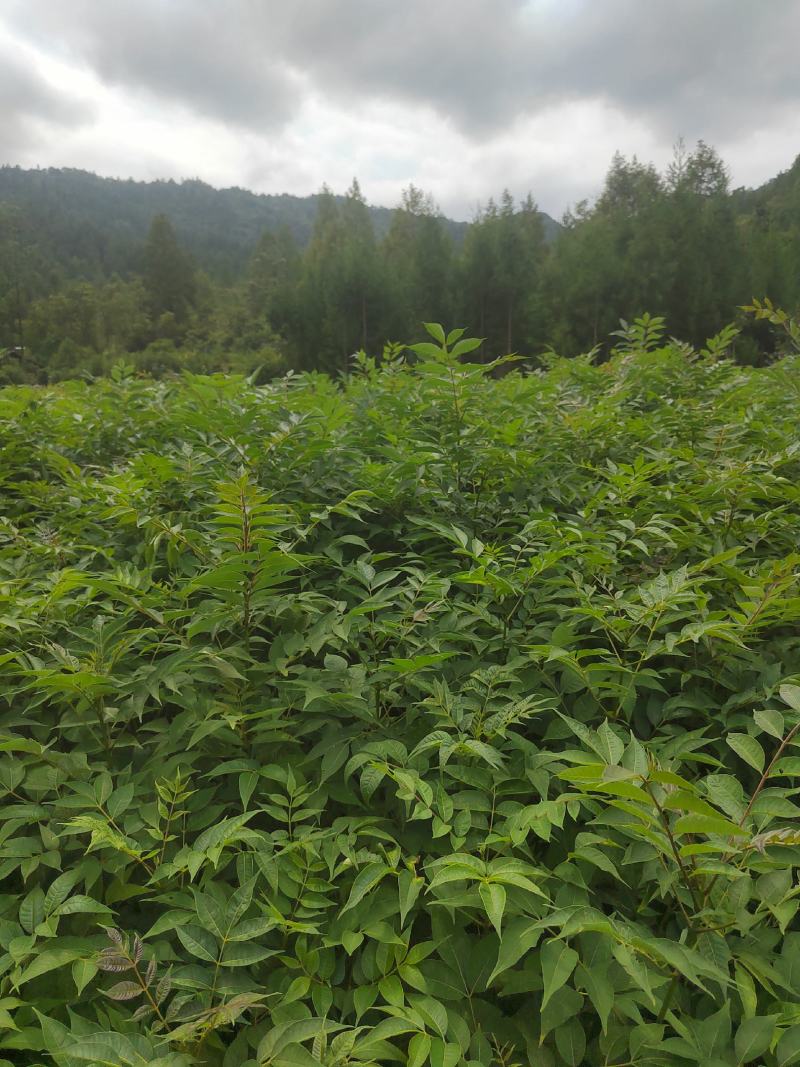 黄柏苗，厚皮黄柏苗，川黄柏，正宗厚皮皮，基地直发