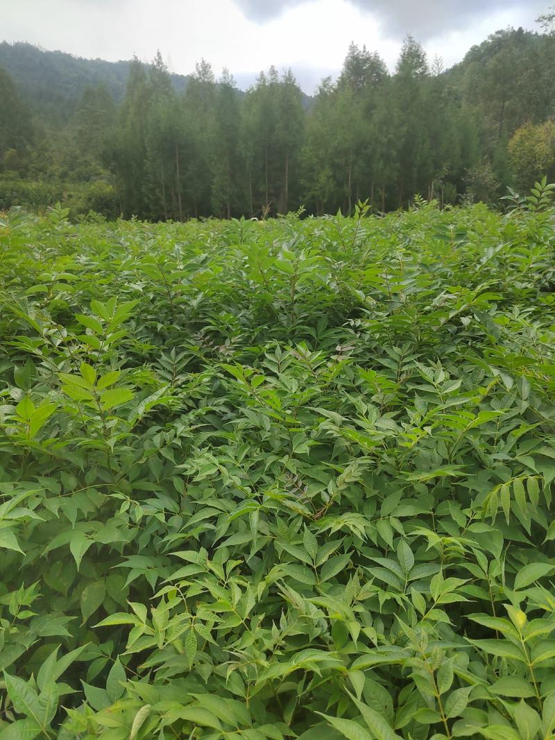 黄柏苗，厚皮黄柏苗，川黄柏，正宗厚皮皮，基地直发