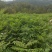 黄柏苗，厚皮黄柏苗，川黄柏，正宗厚皮皮，基地直发