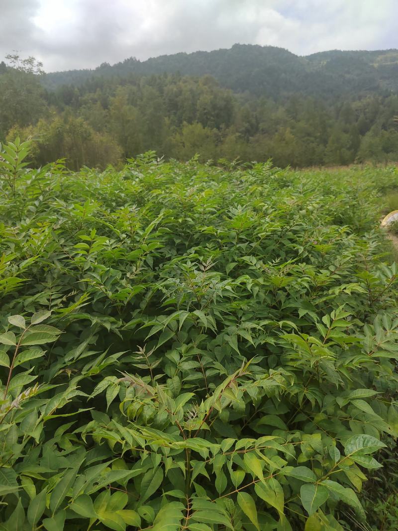 黄柏苗，厚皮黄柏苗，川黄柏，正宗厚皮皮，基地直发