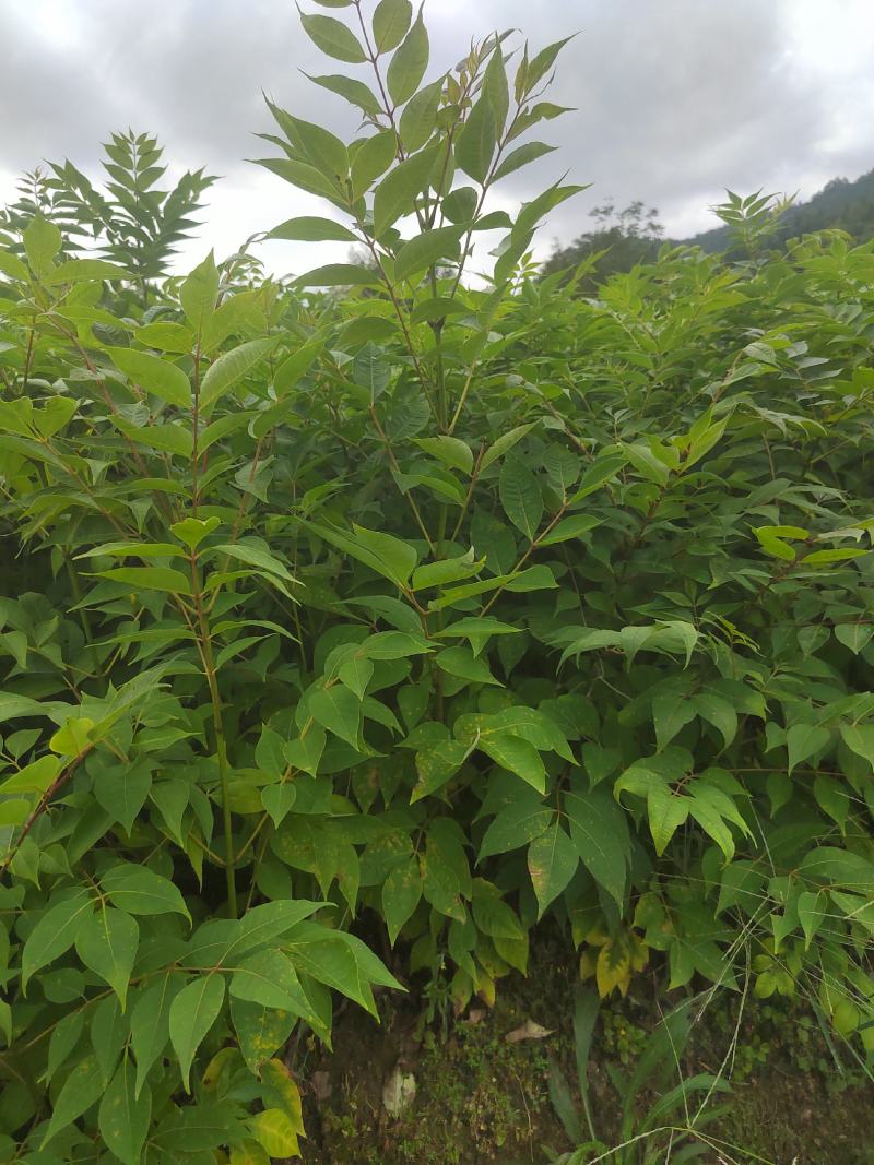 黄柏苗，厚皮黄柏苗，川黄柏，正宗厚皮皮，基地直发