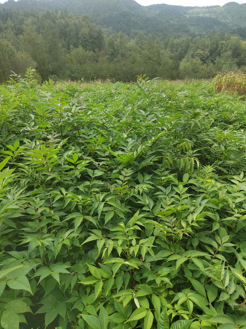 黄柏苗，厚皮黄柏苗，川黄柏，正宗厚皮皮，基地直发