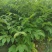 黄柏苗，厚皮黄柏苗，川黄柏，正宗厚皮皮，基地直发