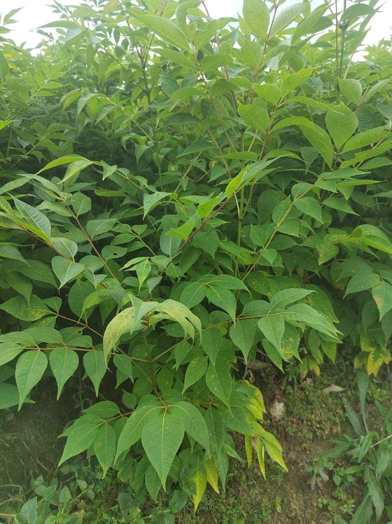 黄柏苗，厚皮黄柏苗，川黄柏，正宗厚皮皮，基地直发
