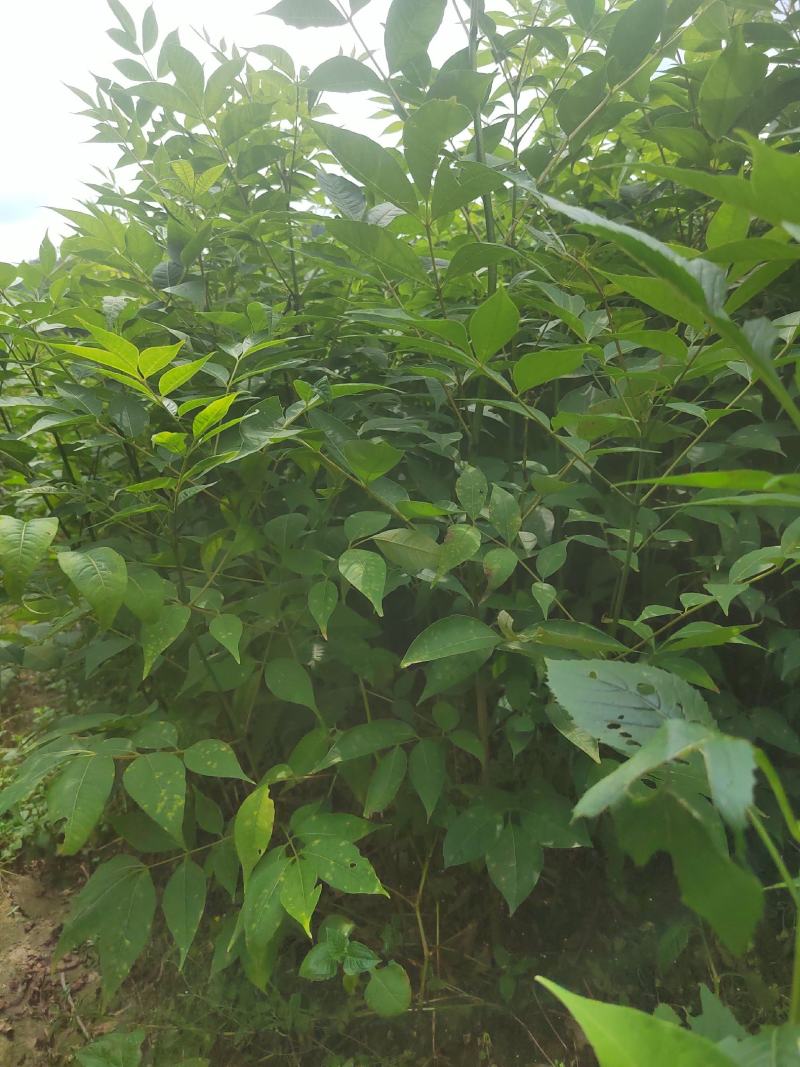 黄柏苗，厚皮黄柏苗，川黄柏，正宗厚皮皮，基地直发