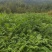 黄柏苗，厚皮黄柏苗，川黄柏，正宗厚皮皮，基地直发