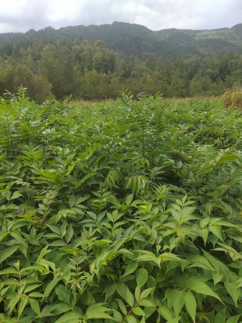 黄柏苗，厚皮黄柏苗，川黄柏，正宗厚皮皮，基地直发