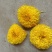 精品菊花茶婺源皇菊现货批发量大从优欢迎联系