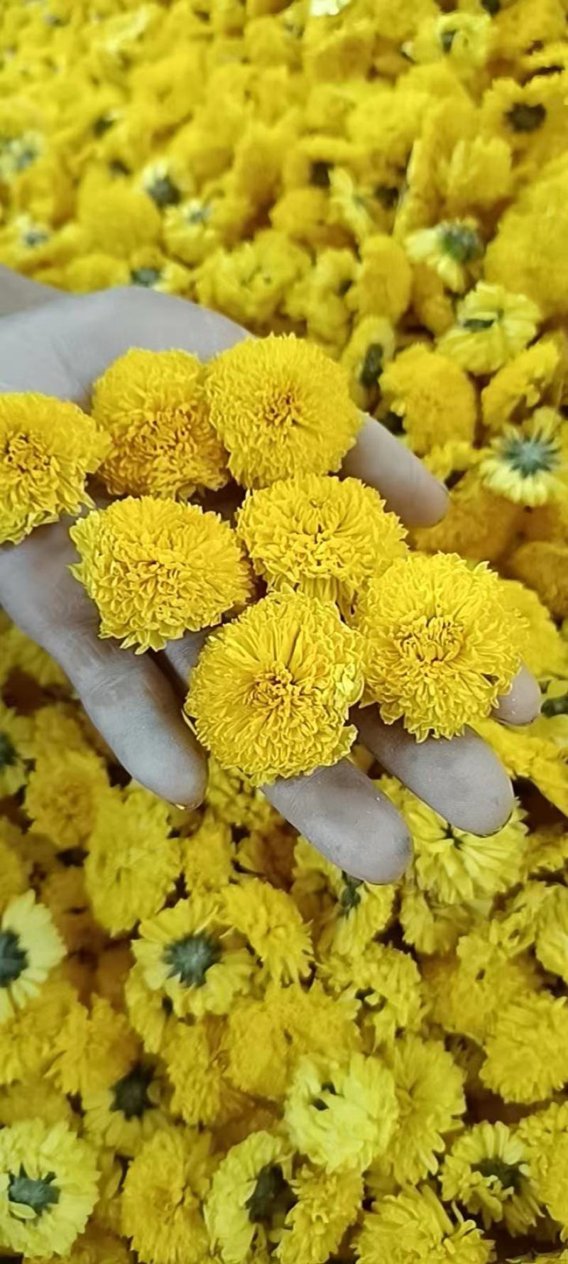 精品菊花茶婺源皇菊现货批发量大从优欢迎联系