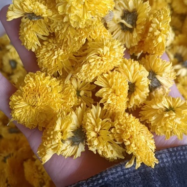 精品菊花茶婺源皇菊现货批发量大从优欢迎联系