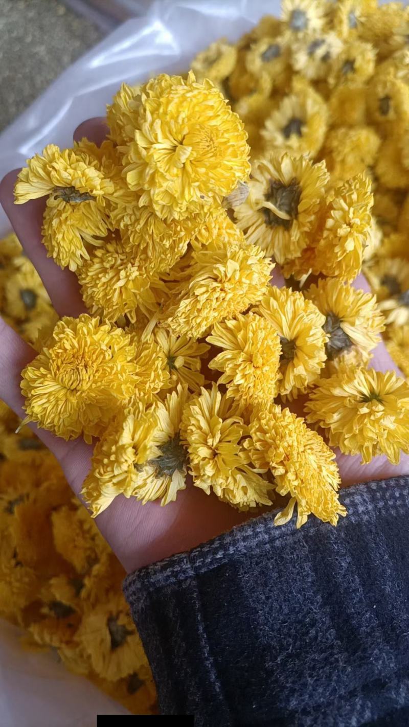 精品菊花茶婺源皇菊现货批发量大从优欢迎联系