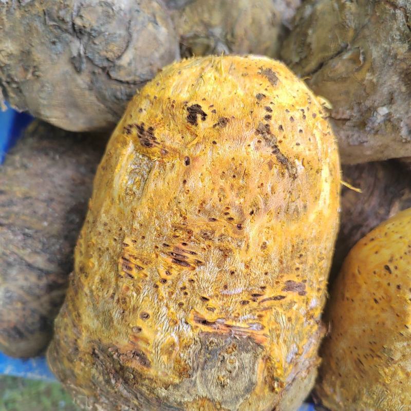 大黄，马蹄大黄，药用大黄