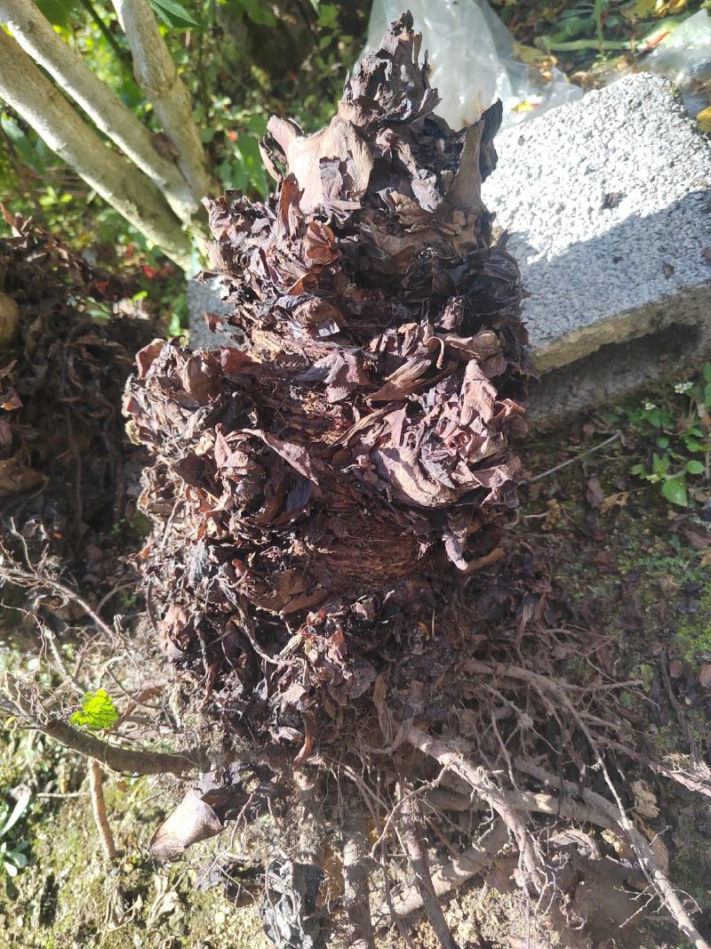大黄，马蹄大黄，药用大黄