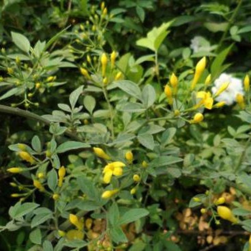迎夏苗