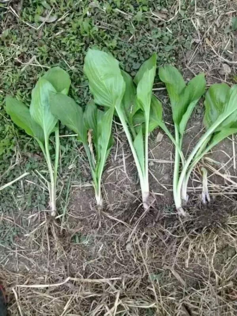 玉簪花