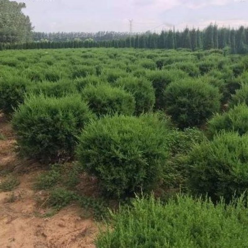 圆柏球苗