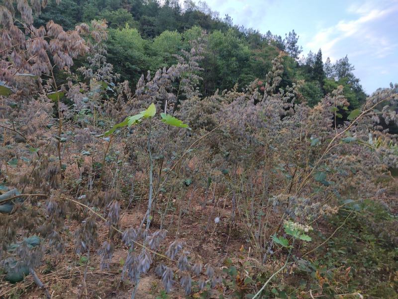 博罗回种苗，泡桐杆苗，博罗回，基地直发包回收