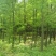 中山杉
