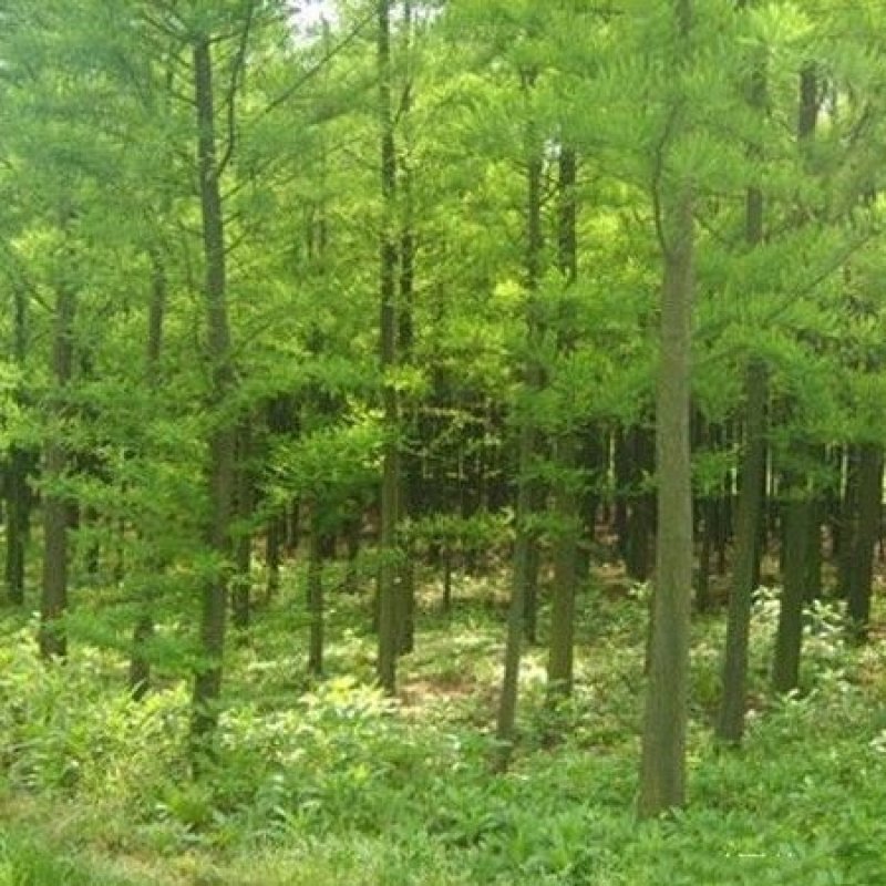 中山杉