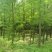 中山杉