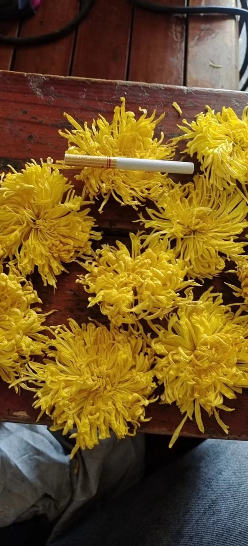 金丝皇菊大货批发，视频看货，产地直发，规格齐全