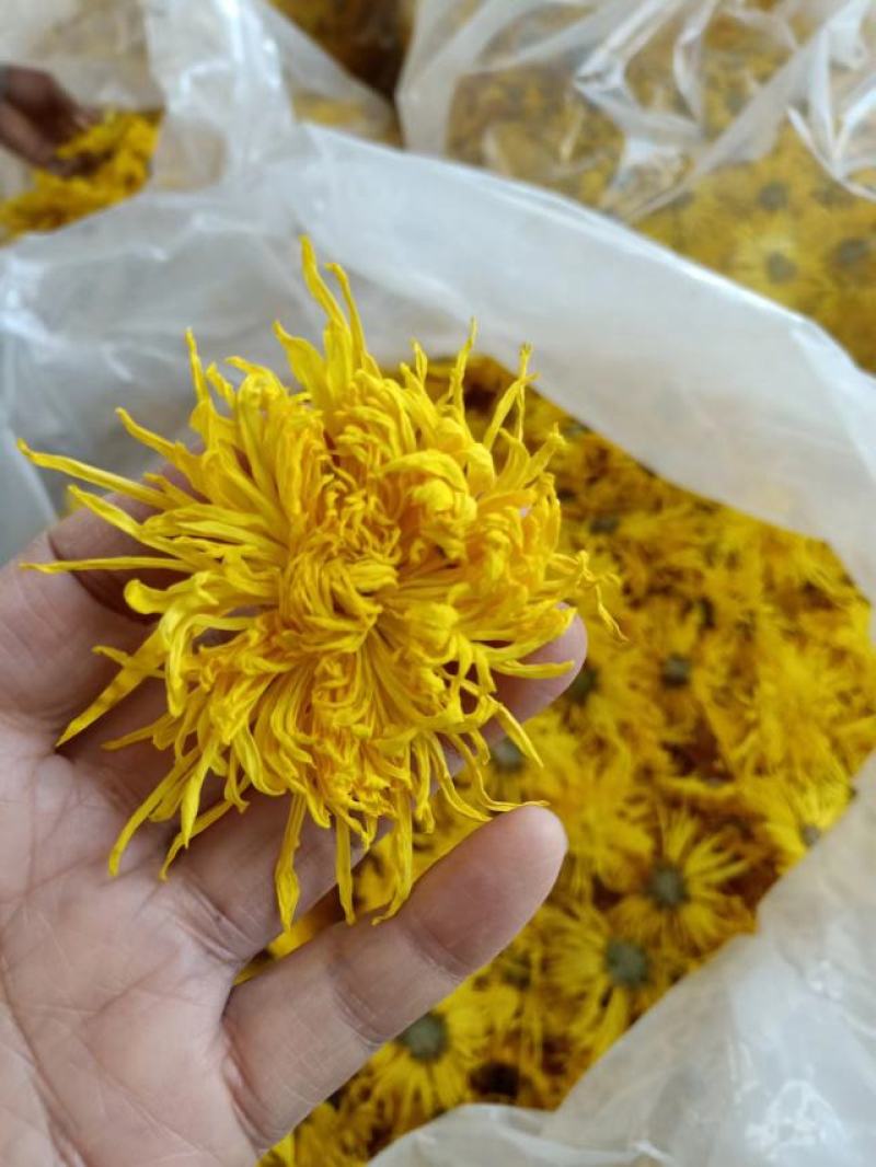 金丝皇菊大货批发，视频看货，产地直发，规格齐全