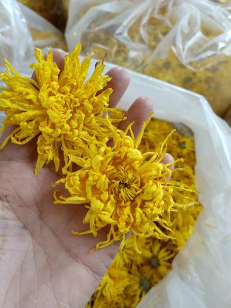 金丝皇菊大货批发，视频看货，产地直发，规格齐全