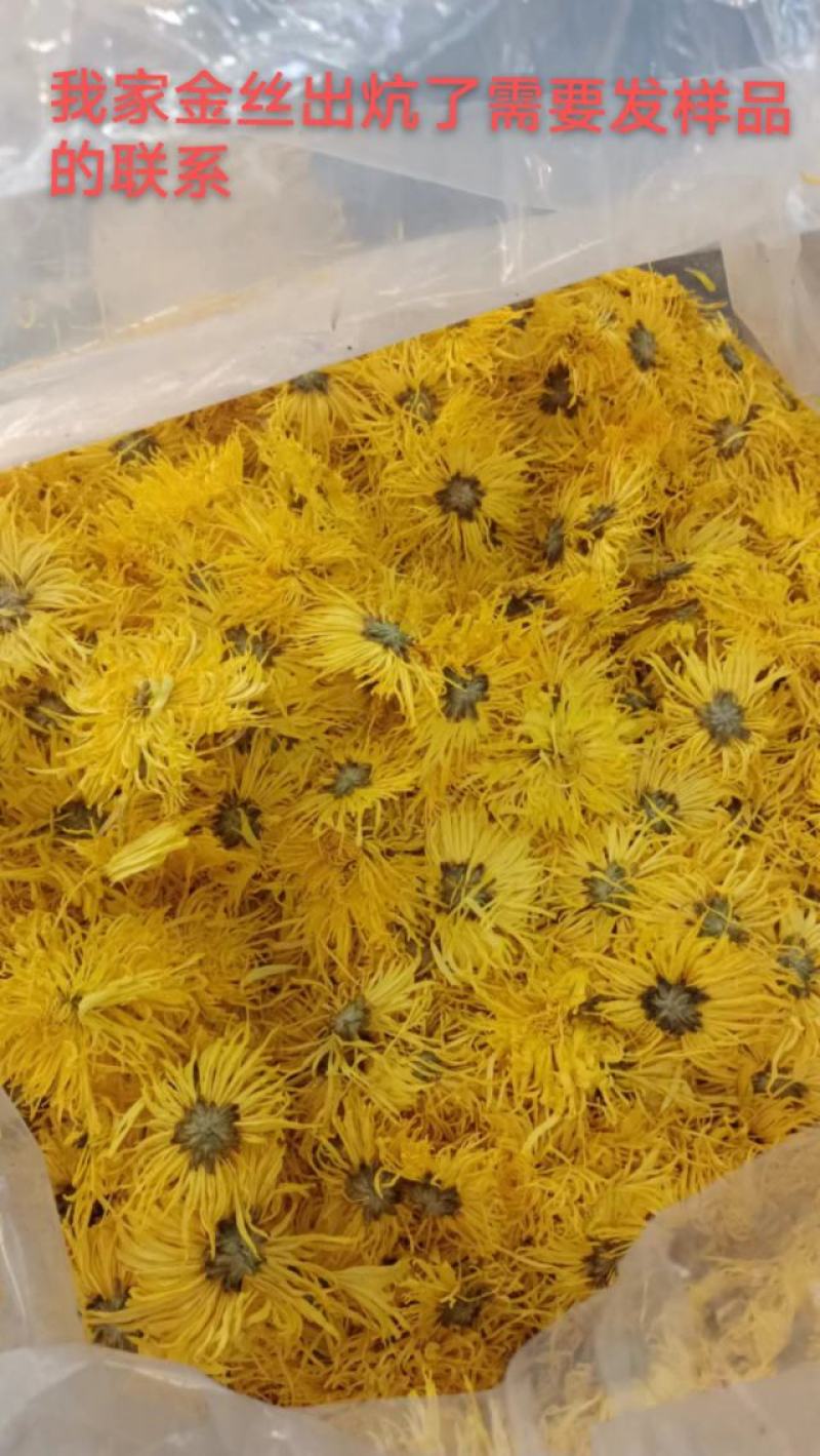 金丝皇菊大货批发，视频看货，产地直发，规格齐全