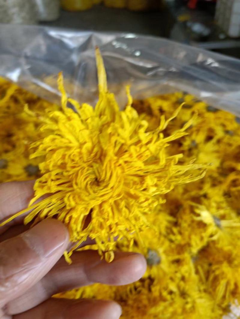 金丝皇菊大货批发，视频看货，产地直发，规格齐全