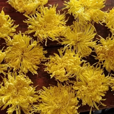 金丝皇菊大货批发，视频看货，产地直发，规格齐全